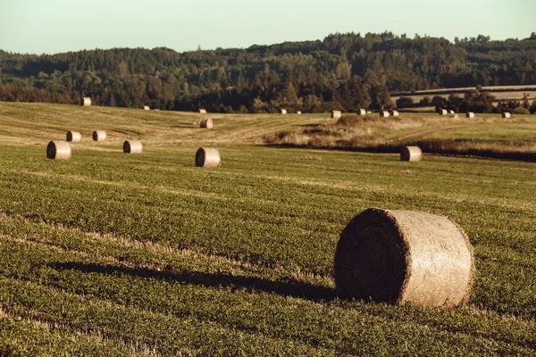Zebrane pola z belami słomy w lecie — Zdjęcie stockowe