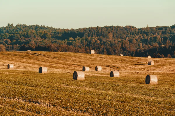 Harvested field with straw bales in summer — Stock Photo, Image