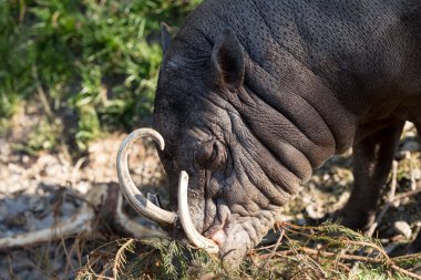 Kuzey Sulawesi babirusa