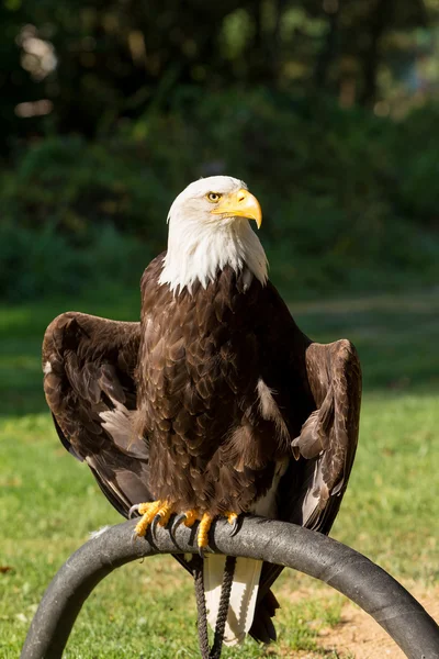 Pygargue à tête blanche (haliaeetus leucocephalus)) — Photo