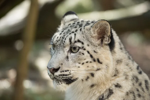 Leopardo da neve, Irbis Uncia uncia — Fotografia de Stock