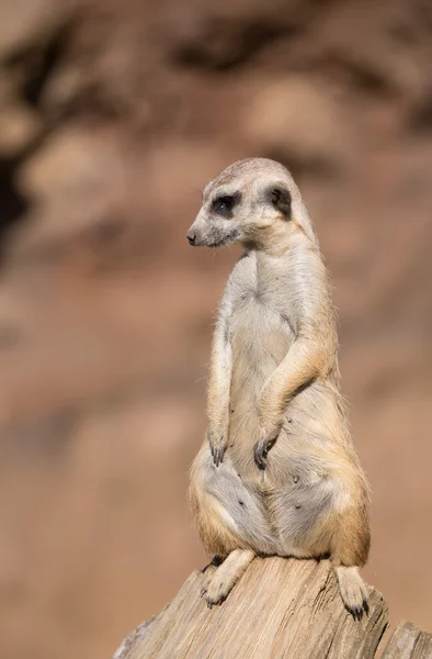 Meerkat ή suricate — Φωτογραφία Αρχείου
