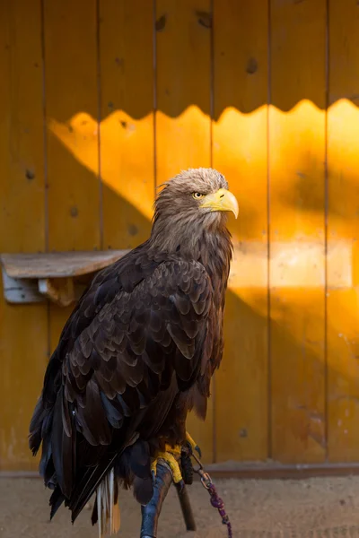 Big Sea Eagle (Haliaeetus albicill) — Stock Photo, Image