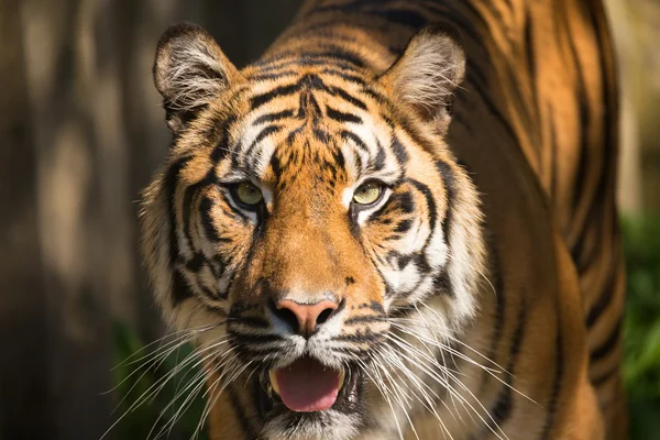 Sumatraanse tijger, panthera tigris sumatrae — Stockfoto