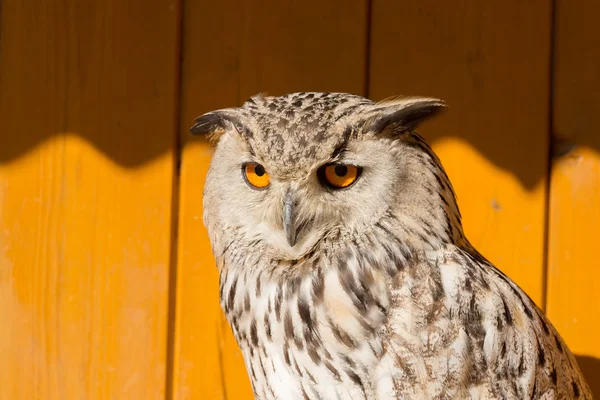 Eurasian Eagle Owl (Bubo bubo) — Stock Photo, Image