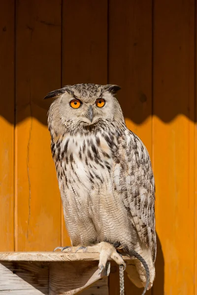 Eurasian Eagle Owl (Bubo bubo) — Stock Photo, Image