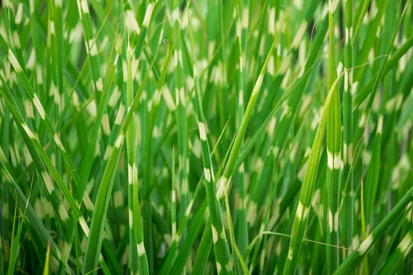 Despojado verde ornamental grama fundo — Fotografia de Stock