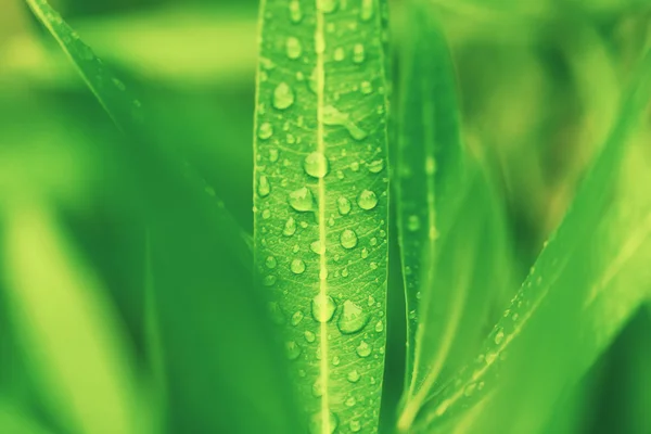 Water drops on green plant leaf — Stock Photo, Image