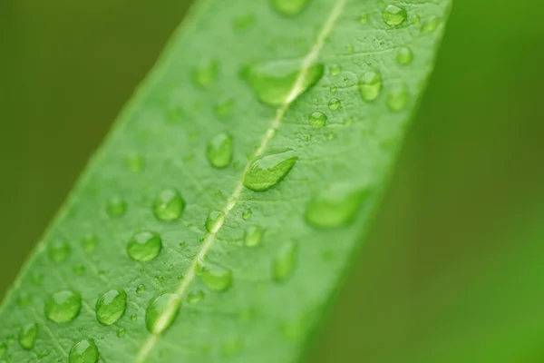 Water drops on green plant leaf — Stock Photo, Image