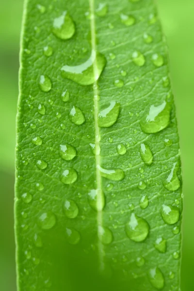 Water drops on green plant leaf — Stock Photo, Image