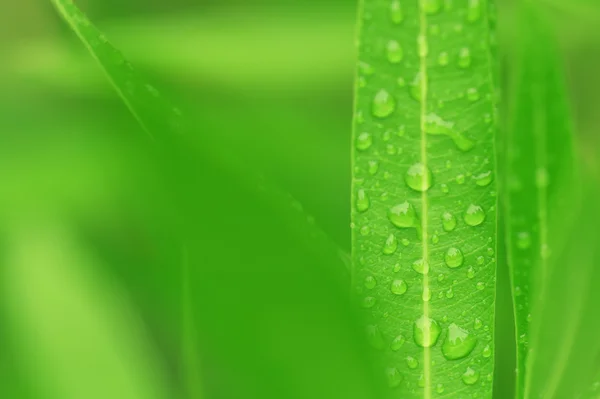 Water drops on green plant leaf — Stock Photo, Image