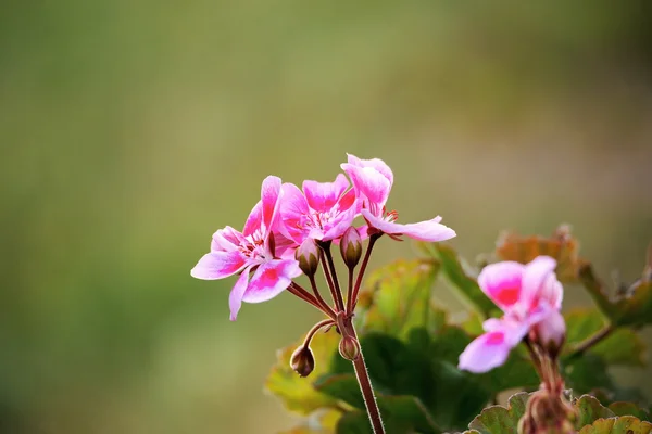 Rosa zweifarbige Geranien im Garten — Stockfoto