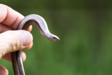 Yavaş solucan veya kör solucan, Anguis fragilis