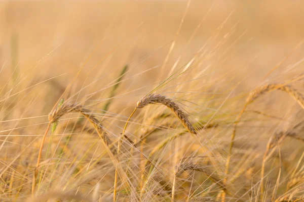 Granos de trigo orgánicos de primavera dorada — Foto de Stock