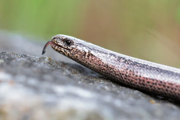 Verme lento ou verme cego, Anguis fragilis — Fotografia de Stock