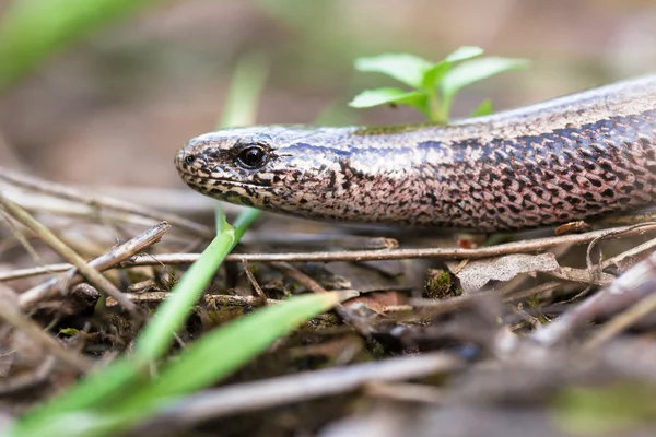 Pomalé červ nebo slepýš, Anguis fragilis — Stock fotografie