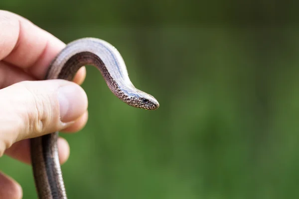 Desenho De Página Para Colorir Isolada Uma Cobra Terrestre