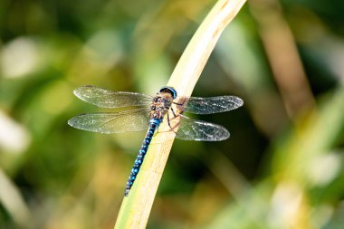 dragonfly, Aeshna cyanea, insect on spring pond. Europe, Czech republic wildlife clipart