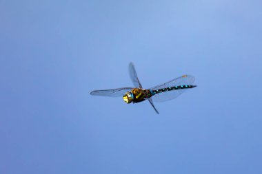 Uçan yusufçuk, Aeshna siyanea, bahar göletinde böcek. Avrupa ve Çek Cumhuriyeti vahşi yaşamı