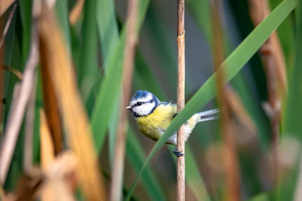 Обыкновенная Птица Евразийская Голубая Синица Cyanistes Caeruleus Природе Весной Сидит — стоковое фото