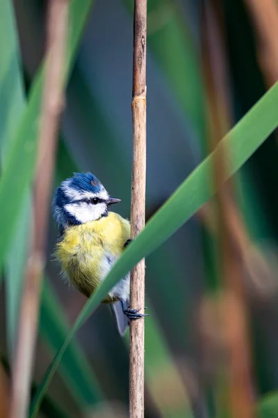 Обыкновенная Птица Евразийская Голубая Синица Cyanistes Caeruleus Природе Весной Сидит — стоковое фото