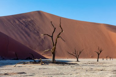 Namib Çölü 'ndeki Ölü Vlei' deki ölü akasya ağaçları, mavi gökyüzü, Namibya vahşi doğası