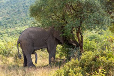 Azgın, vahşi Afrika fili Pilanesberg oyun rezervinde çiftleşmeye hazır. Güney Afrika vahşi yaşam safarisi.