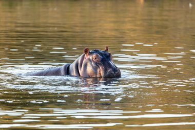 Hippo, Hippopotam Hippopotamus amfibi, doğal yaşam alanı Pilanesberg Ulusal Parkı, Güney Afrika safarisi, vahşi yaşam