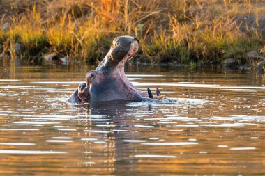 Hippo kocaman çenesini ardına kadar açar. Hippopotamus Hippopotamus amfibik, ağzı açık ve fildişini gösteriyor. Doğal yaşam alanı Pilanesberg Ulusal Parkı, Güney Afrika safarisi, vahşi yaşam
