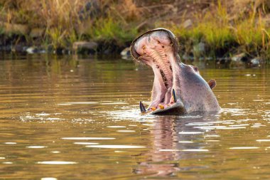 Hippo kocaman çenesini ardına kadar açar. Hippopotamus Hippopotamus amfibik, ağzı açık ve fildişini gösteriyor. Doğal yaşam alanı Pilanesberg Ulusal Parkı, Güney Afrika safarisi, vahşi yaşam