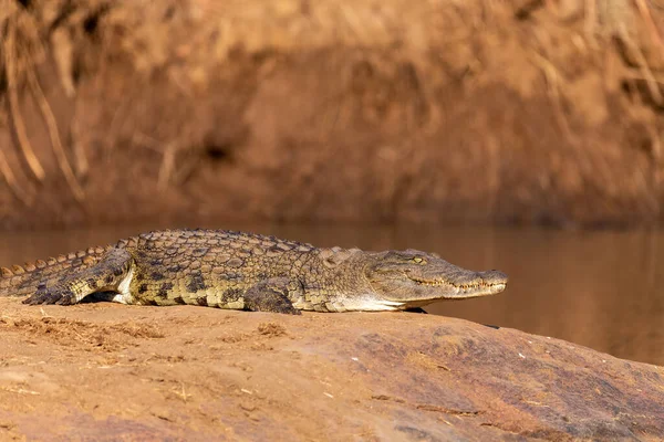 Нільський Крокодил Крокодил Нілотикус Відпочиває Біля Річки Ловить Сонце Національний — стокове фото