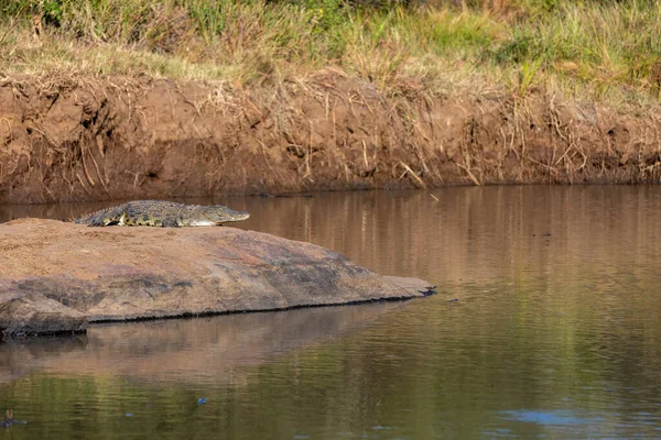 Nilkrokodil Crocodylus Niloticus Vilande Intill Floden Solfångare Pilanesbergs Nationalpark Sydafrika — Stockfoto