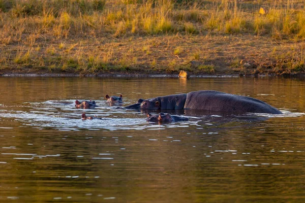 ヒッポの家族 カバカバ両生類 自然生息地ピラネスベルク国立公園 南アフリカサファリ 野生生物 — ストック写真