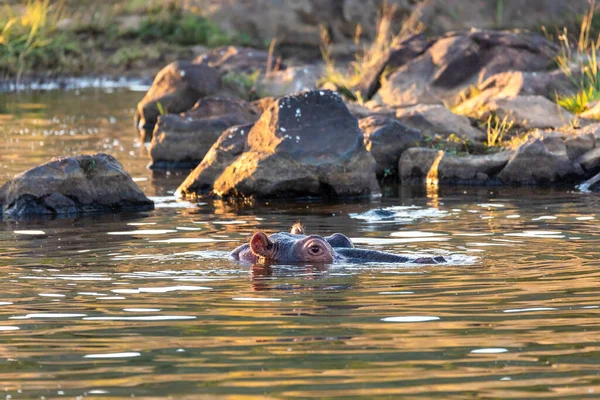 ヒッポ カバカバ両生類 自然生息地ピラネスベルク国立公園 南アフリカサファリ 野生生物 — ストック写真