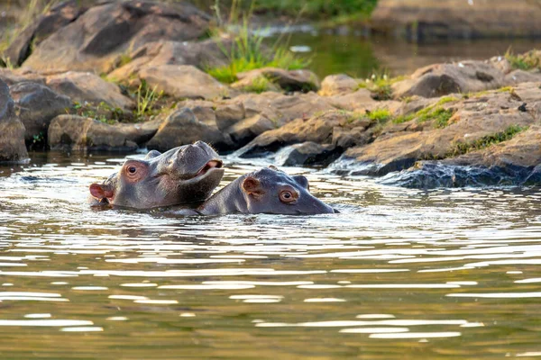 Hippo Hippopotamus Amphibius Естественной Среде Обитания Национальный Парк Пиланесберг Южная — стоковое фото