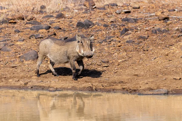 Afrikanisches Schwein Warzenschwein Wasserloch Pilanesberg Wildreservat Südafrika Safari Wildlife — Stockfoto