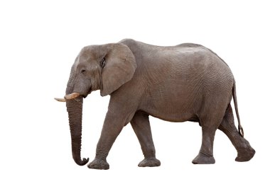 Beyaz arkaplanda izole edilmiş yürüyen büyük Afrika fili, grafik nesne
