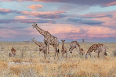 Etosha Milli Parkı, Ombika, Kunene, Namibya 'da buzağıyı otlatan yetişkin dişi zürafa. Gerçek vahşi yaşam fotoğrafçılığı.