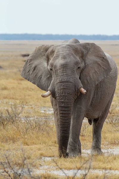 Majestic African Elephant Πόσιμο Νερόλακκο Στο Εθνικό Πάρκο Etosha Την — Φωτογραφία Αρχείου