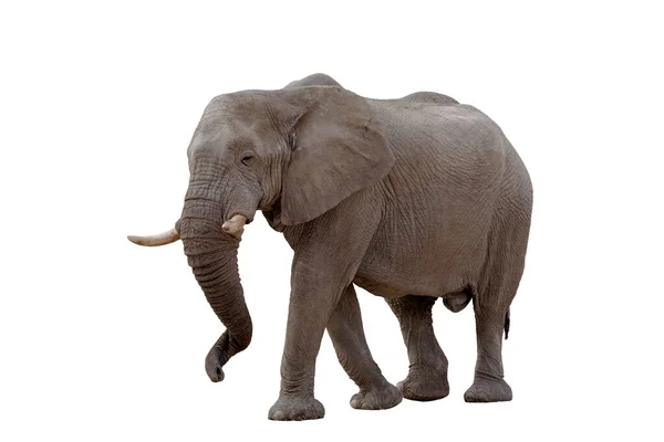 Wandelen Grote Afrikaanse Olifant Geïsoleerd Witte Achtergrond Grafisch Object — Stockfoto