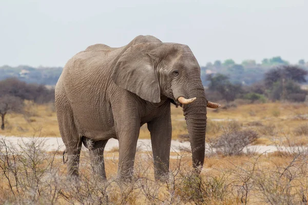 伟大的非洲象在埃托沙国家公园的水坑中饮水 背景是一群长颈鹿 纳米比亚非洲野生动植物 — 图库照片