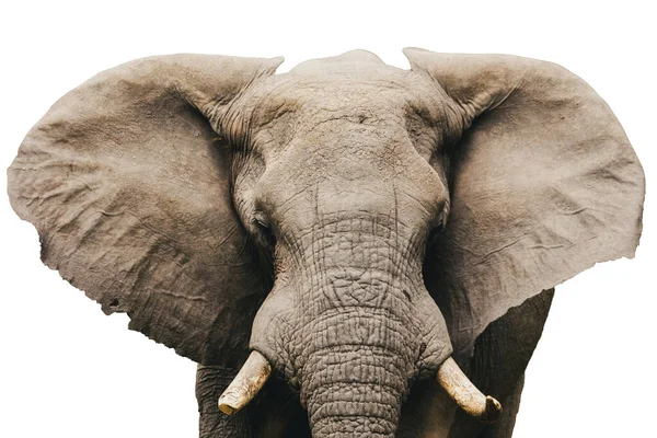 Cabeza Elefante Africano Aislado Sobre Fondo Blanco Objeto Gráfico — Foto de Stock