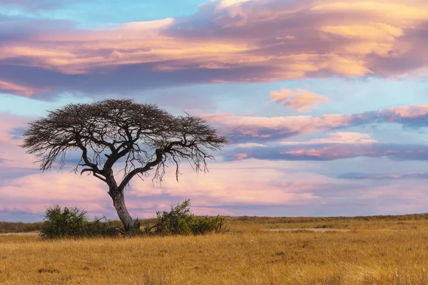 Рожевий Африканський Захід Над Акацією Краєвид Дикої Природи Африканський Сафарі — стокове фото