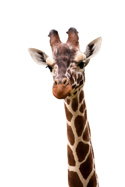 Girafe Giraffa Camelopardalis Isolé Sur Fond Blanc Objet Graphique — Photo