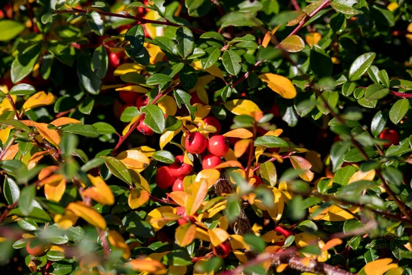 Sonbahar Kızıl Gaultheria Üzümleri Ile Doğal Arka Plan — Stok fotoğraf