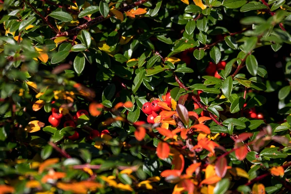 Autumn Fall Natural Background Red Gaultheria Berries — Stock Photo, Image