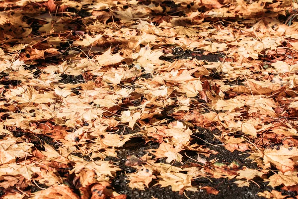 Πεσμένα Φύλλα Στο Έδαφος Στο Πάρκο Φθινόπωρο Για Χρήση Υποβάθρου — Φωτογραφία Αρχείου