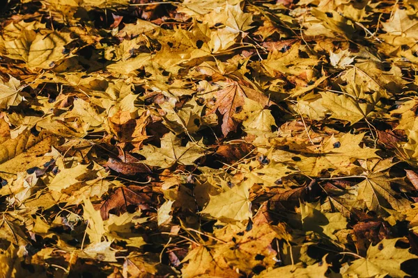 Fallna Blad Marken Parken Hösten För Bakgrunds Eller Texturanvändning Naturligt — Stockfoto