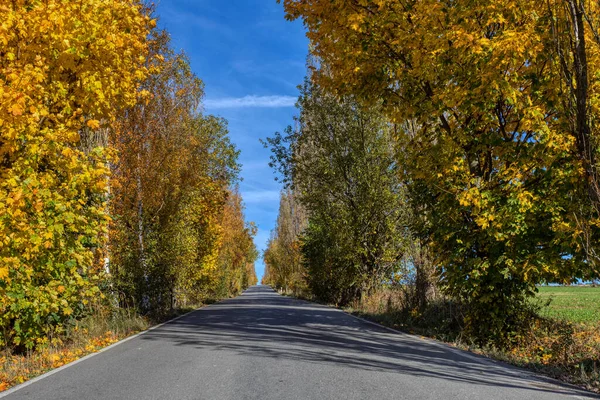 Caída Callejón Colores Con Árboles Colores Otoño Otoño Temporada Fondo — Foto de Stock