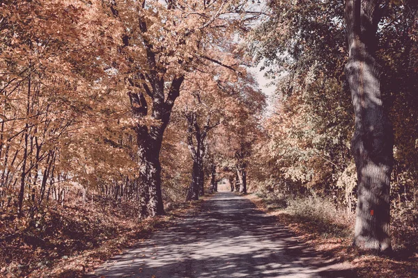 Vicolo Colorato Autunno Con Alberi Colorati Autunno Autunno Stagione Sfondo — Foto Stock